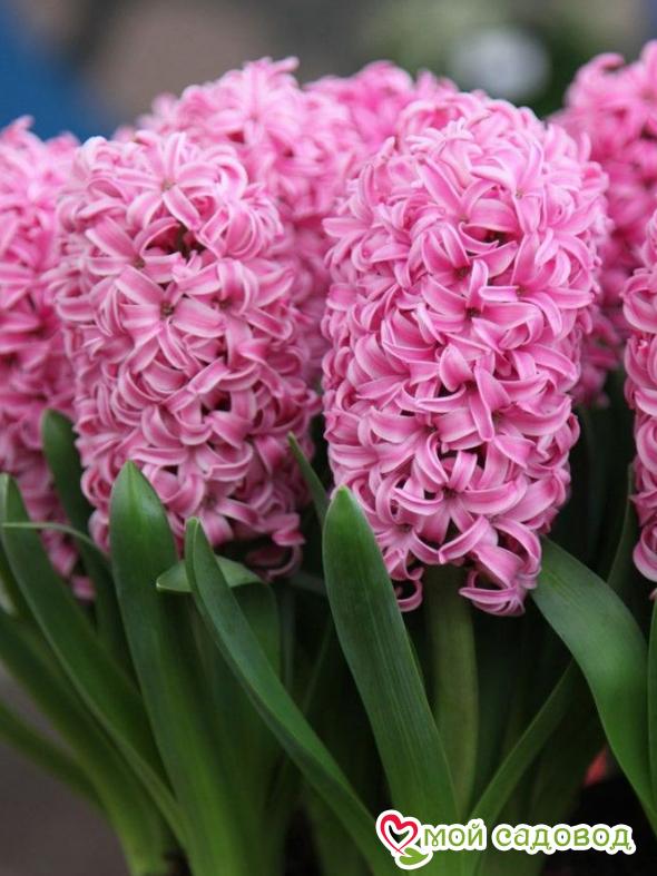 Гиацинт Розетта