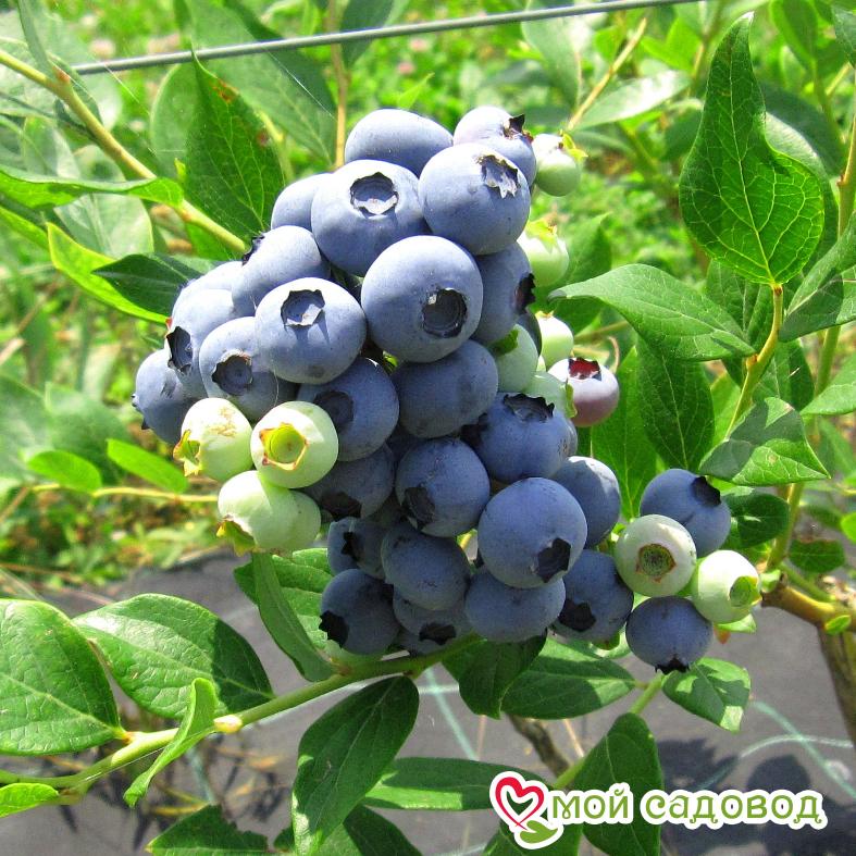 Голубика "Чандлер" (Двойной Урожай)