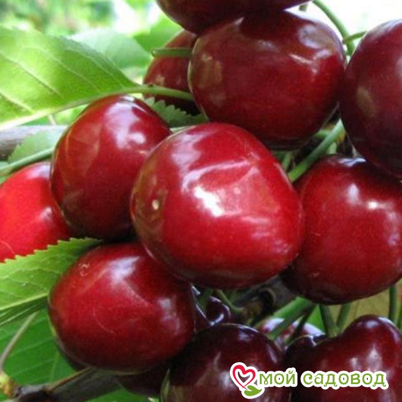 Вишня Эрди крупноплодная
