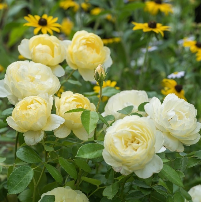 Роза Ванесса Белл