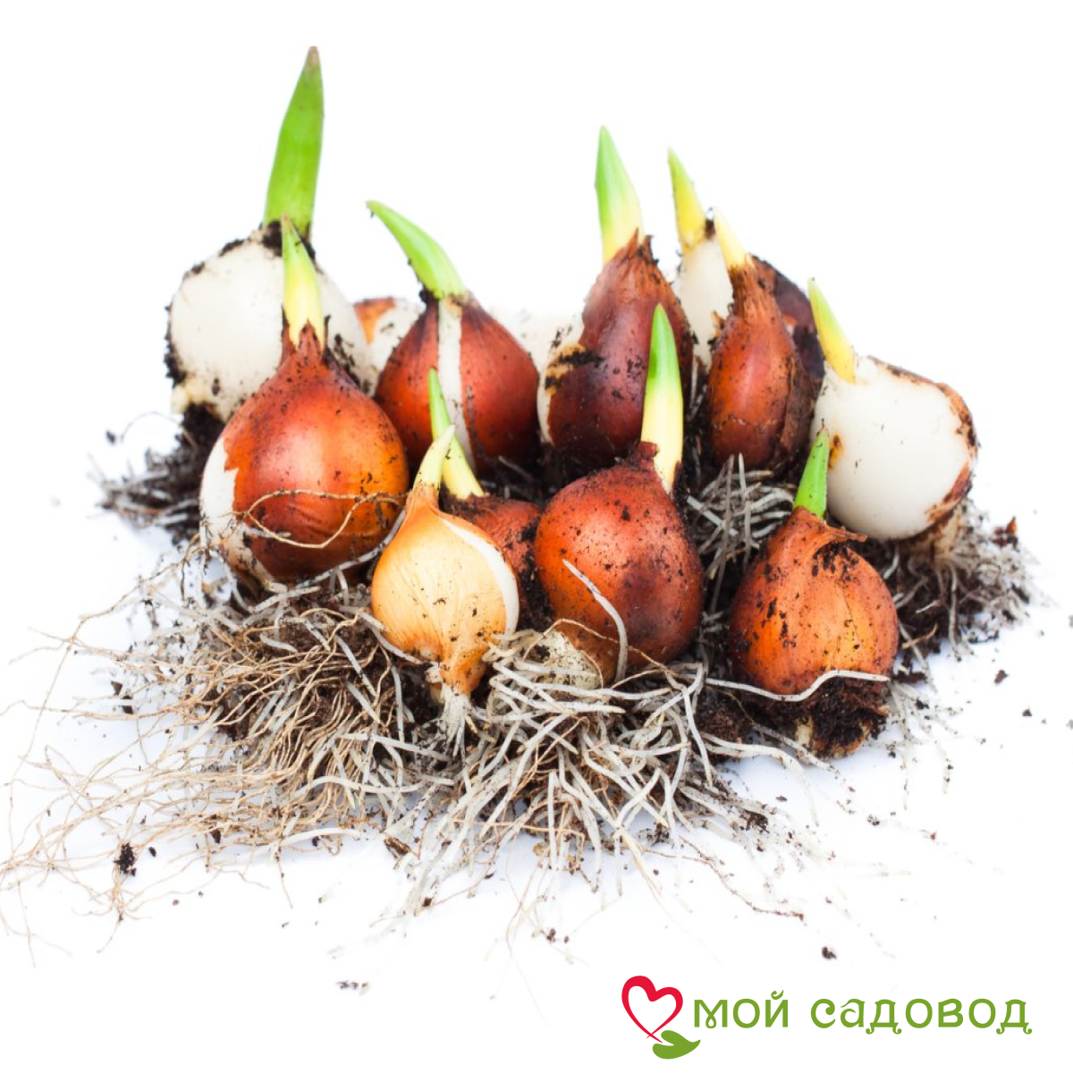 Тюльпан Рококо